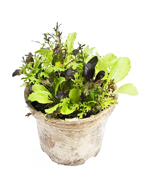 Lettuce plants in pot — Stock Photo, Image