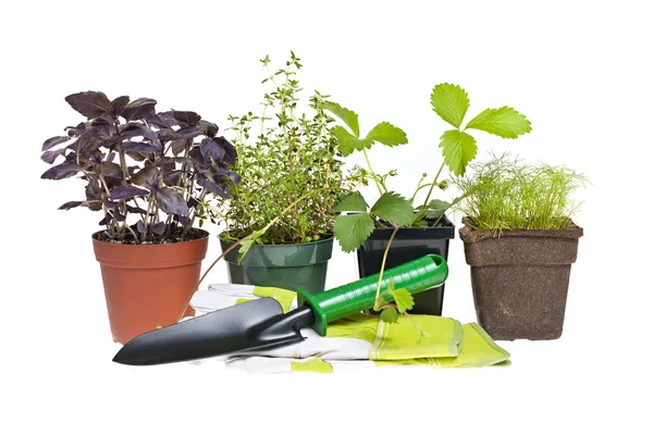 Gardening tools and plants — Stock Photo, Image