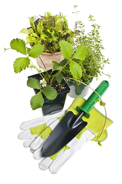 Herramientas y plantas de jardinería — Foto de Stock