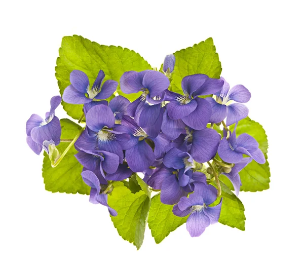 Bouquet de violettes — Photo