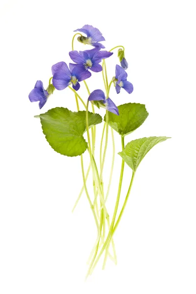 Lente viooltjes op wit — Stockfoto