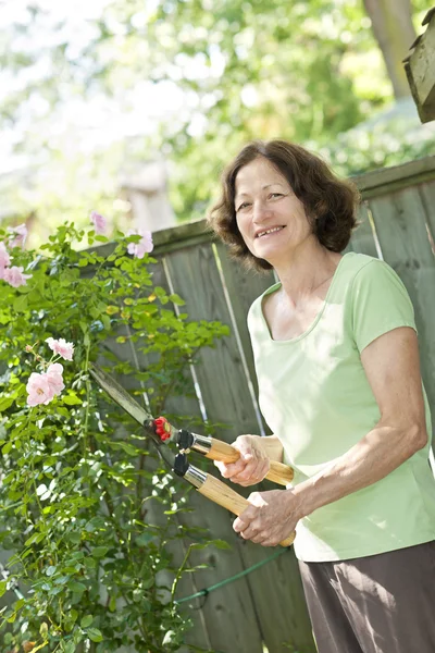 Starszy kobieta przycinanie róż krzew — Zdjęcie stockowe