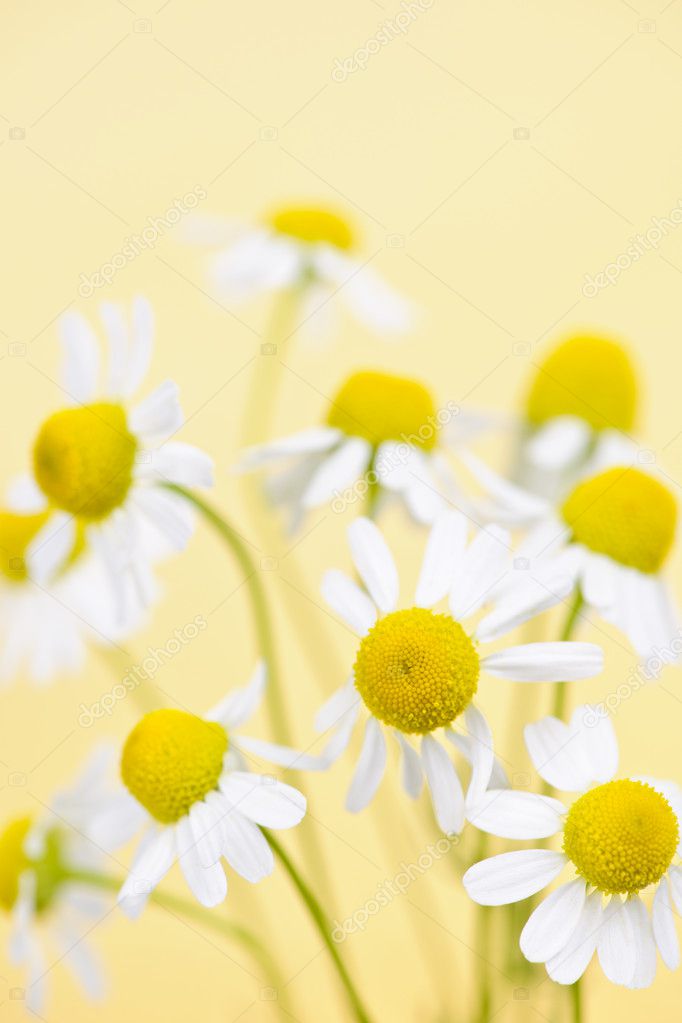 Chamomile flowers close up