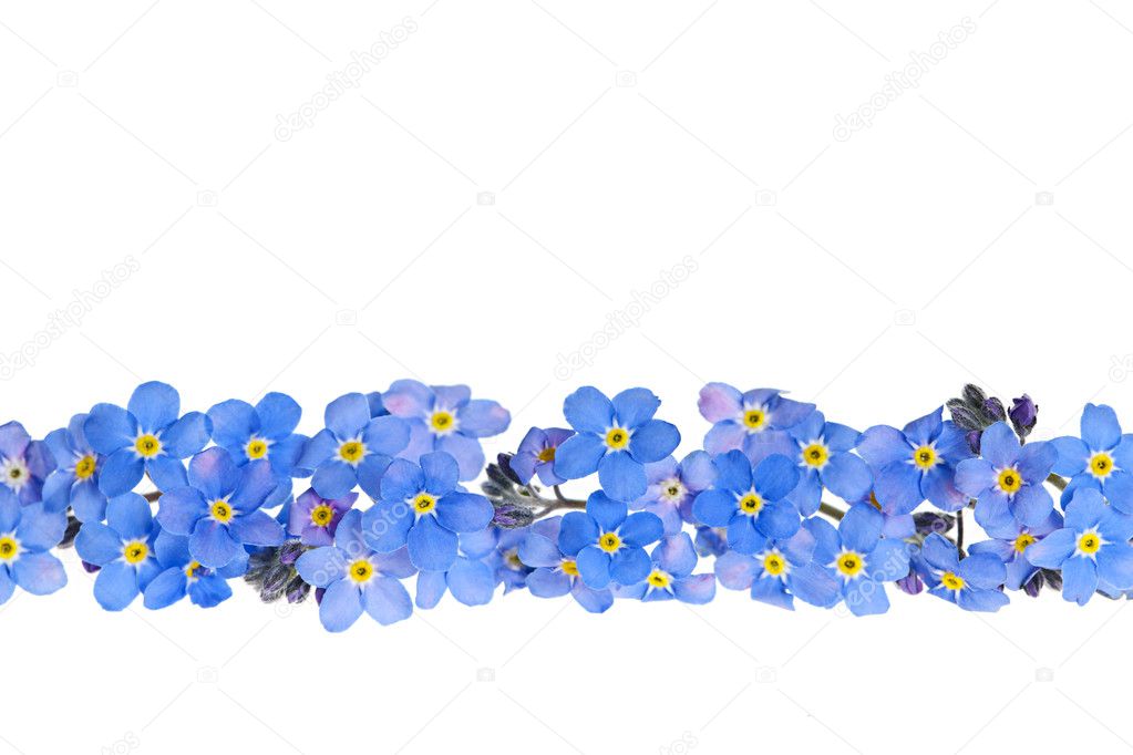 Blue spring flower border