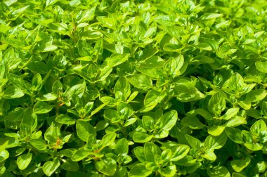 Field of fresh basil in the bio garden clipart