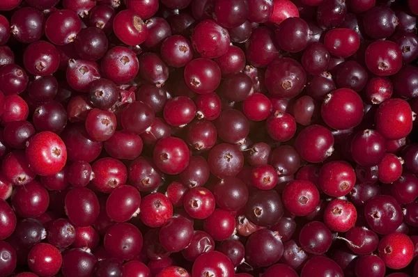 Raw wild cranberries , texture, background, still life Stock Picture