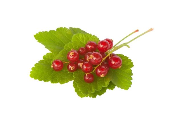 Close-up of fresh redcurrant berries, isolated on white Royalty Free Stock Images