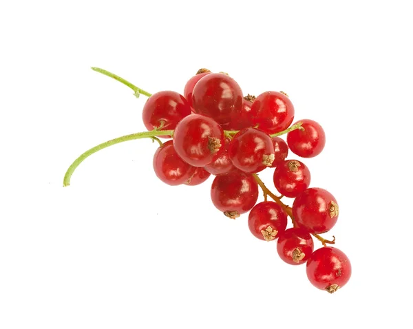 Two racem of fresh redcurrant berries, isolated on white Royalty Free Stock Photos