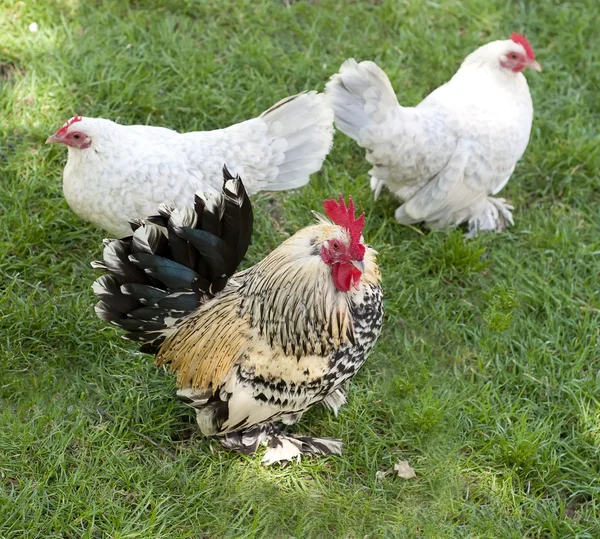 Drei Hühner auf einem Bauernhof, im Freien lizenzfreie Stockbilder