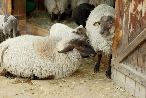 一个农场的谷仓，户外的羊 图库照片