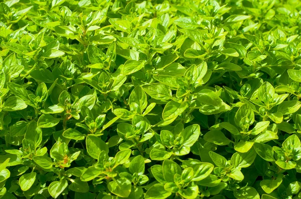 Field of fresh basil in the bio garden Stock Picture