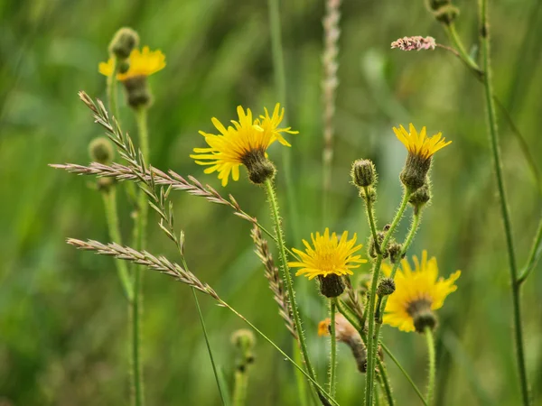 Diente de león amarillo alto hacia hierba verde fresca —  Fotos de Stock