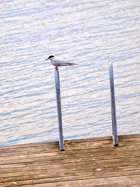 Artic tern sitting alone,, resting between hunting — Stock Photo, Image