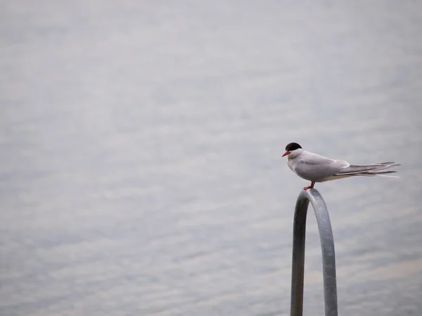 一人で座って、狩猟の間休む北極 tern — ストック写真