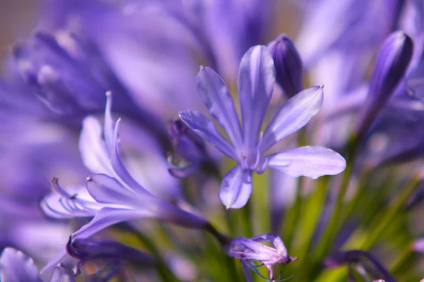 Крупним планом красива фіолетова квітка, ізольована до подібних кольорів — стокове фото