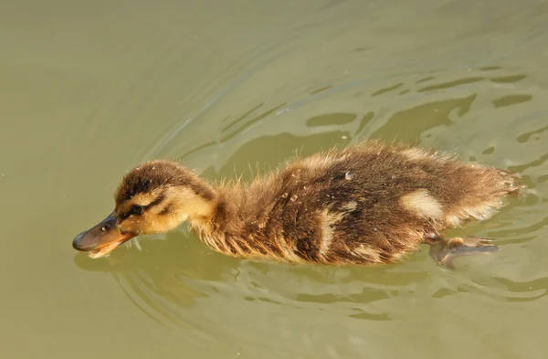 Little mallard duck duckling, swimming around in green water — Stock Photo, Image