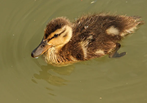 Little mallard duck duckling, swimming around in green water — Stock Photo, Image