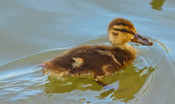 Küçük bir ördek vurdum etrafında yeşil suda yüzen ördek, ördek — Stok fotoğraf