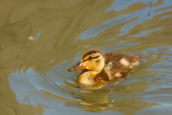 Küçük bir ördek vurdum etrafında yeşil suda yüzen ördek, ördek — Stok fotoğraf