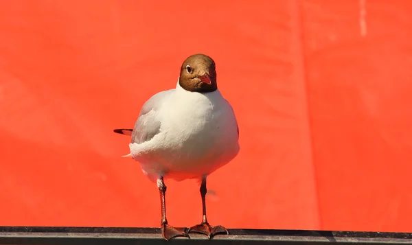 One headed seagull resting standing up, towards red — Stock Photo, Image