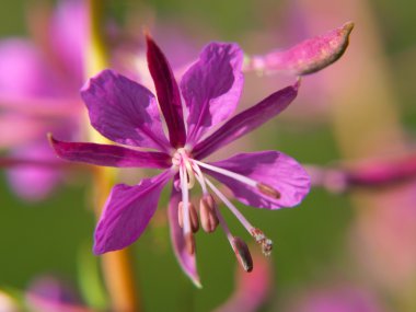 izole koyu Pembe çiçek, closeup