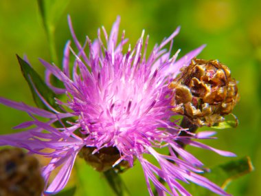 Closeup of pink thistle flower, towards green clipart