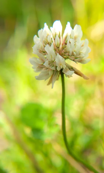 Fechar-se de uma flor de trevo, na natureza, em direção ao verde — Fotografia de Stock