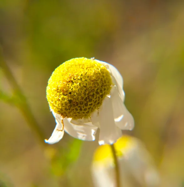 Closeup ενός πεθαίνουν marguerite λουλουδιού, προς πράσινο — Φωτογραφία Αρχείου