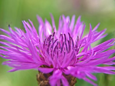 Closeup of common (Black) Knapweed, isolated towards green clipart