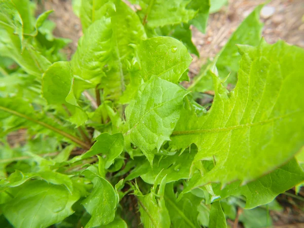 Fechar de ervas daninhas verdes frescas do dente-de-leão, grama — Fotografia de Stock