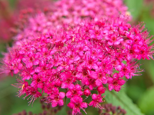 Primer plano de pequeñas flores rosadas, aisladas hacia el verde —  Fotos de Stock