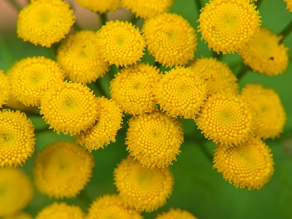 Close up of small yellow flowers, outdoors towards green — стоковое фото