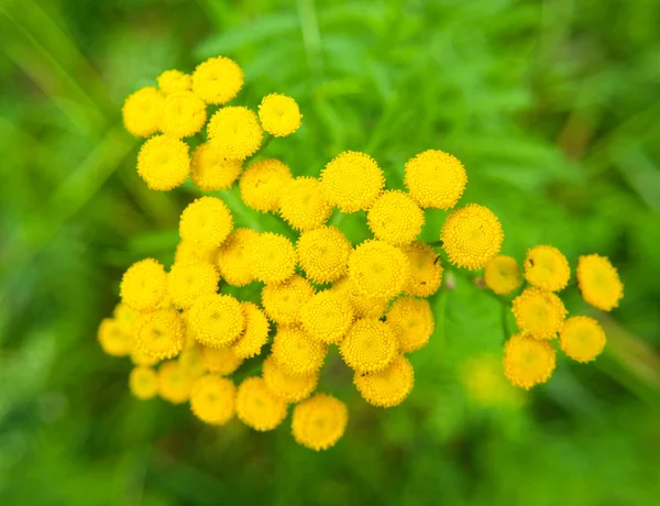 Primo piano di piccoli fiori gialli, all'aperto verso il verde — Foto Stock