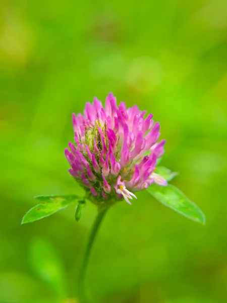 Primo piano di fiore di trifoglio rosa, verso verde — Foto Stock