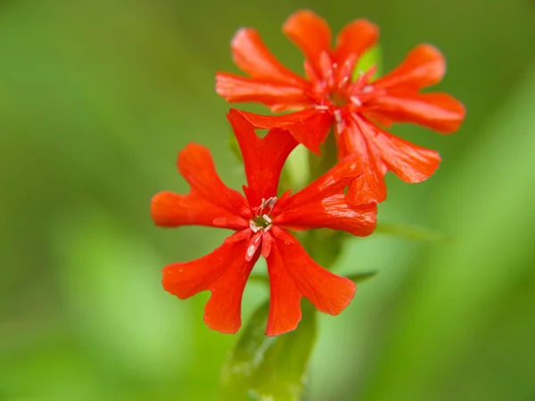 Couple of small red flowers, isolated towards green