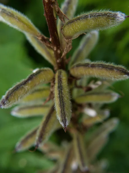 Γούνινο φυτό, με σπόρους, απομονωμένη προς πράσινο — Φωτογραφία Αρχείου