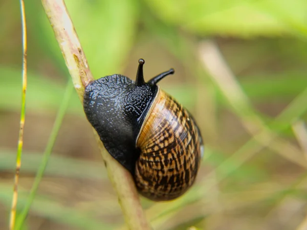 蜗牛与房子在稻草上的特写 — 图库照片