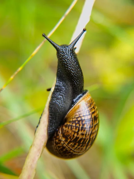 Closeup of snail with house on straw — Stock Photo, Image