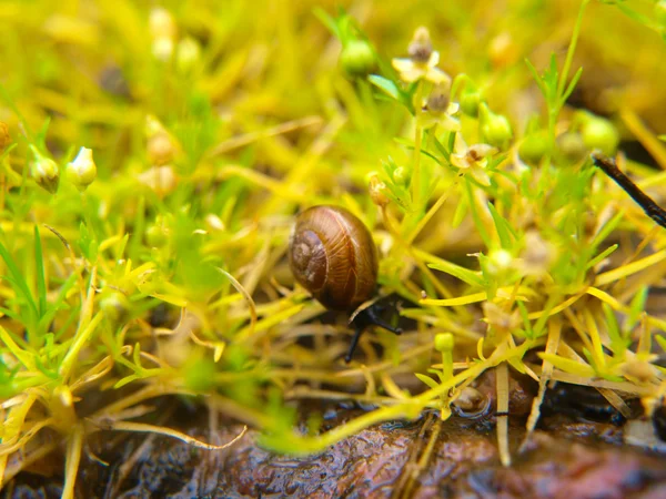 Closeup of snail with a house, sliding through fresh green grass — Stock Photo, Image