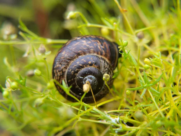 Close-up van slak met een huis, glijden door middel van vers groen gras — Stockfoto