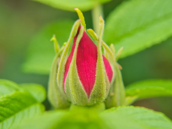 Hiprose bud, isolated towards green at summer — Stock Photo, Image