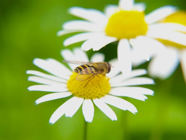 Пчела питается маргариткой, крупным планом в сторону зелени — стоковое фото