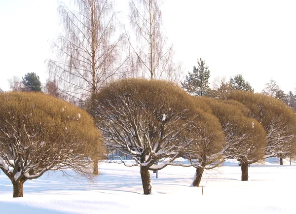 Árboles en el parque en invierno, capote de nieve fresca — Foto de Stock