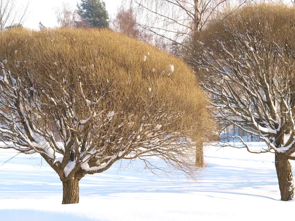 Деревья в парке зимой, свежий снежный ковер — стоковое фото