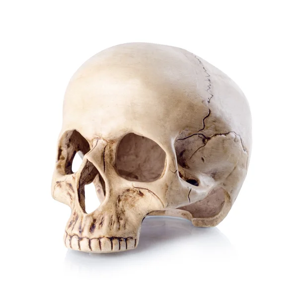 Skull with reflection | Isolated. Clipping path — Stock Photo, Image