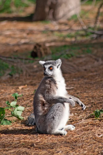 Lemur ekor cincin — Stok Foto