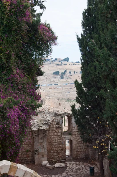 Taman tua di Yerusalem — Stok Foto