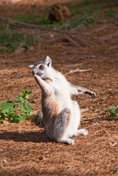 Lémur de cola anillada lame su pata — Foto de Stock