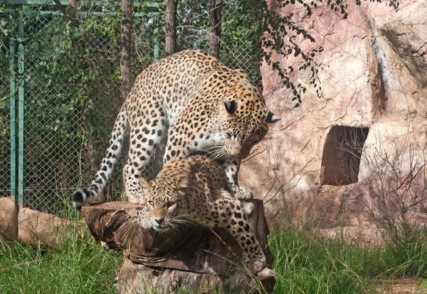 Leoparder mate — Stockfoto