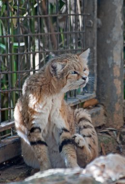 Sand cat clipart